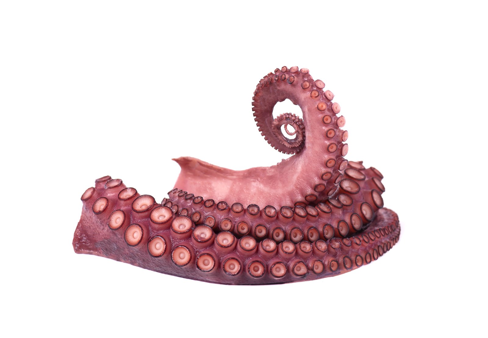 Tentacoli di Polpo già Cotti 200g - immagine 2